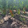 Fadrip Irrigation Tube (Black) - Image 3