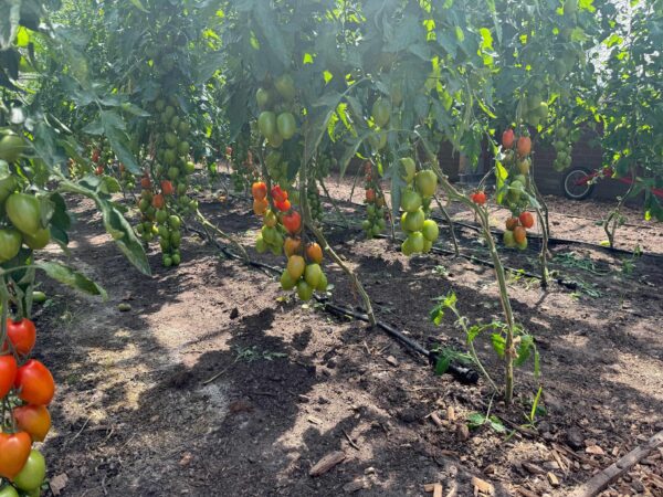 Fadrip Irrigation Tube - Image 3