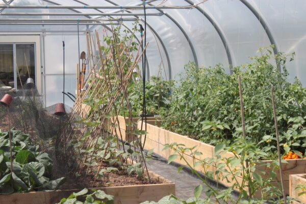 Timber Raised Beds