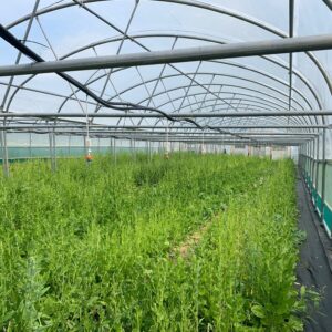 Polydome 16m wide Twin Span