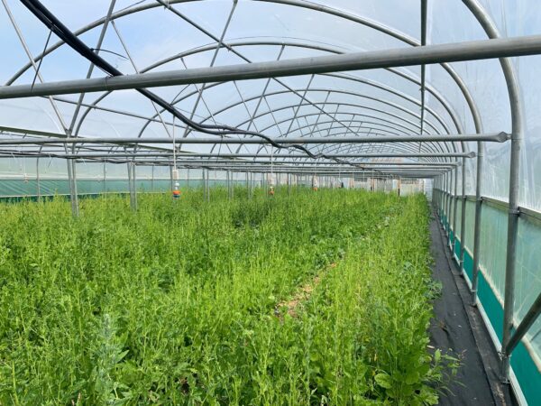 Polydome 16m wide Twin Span